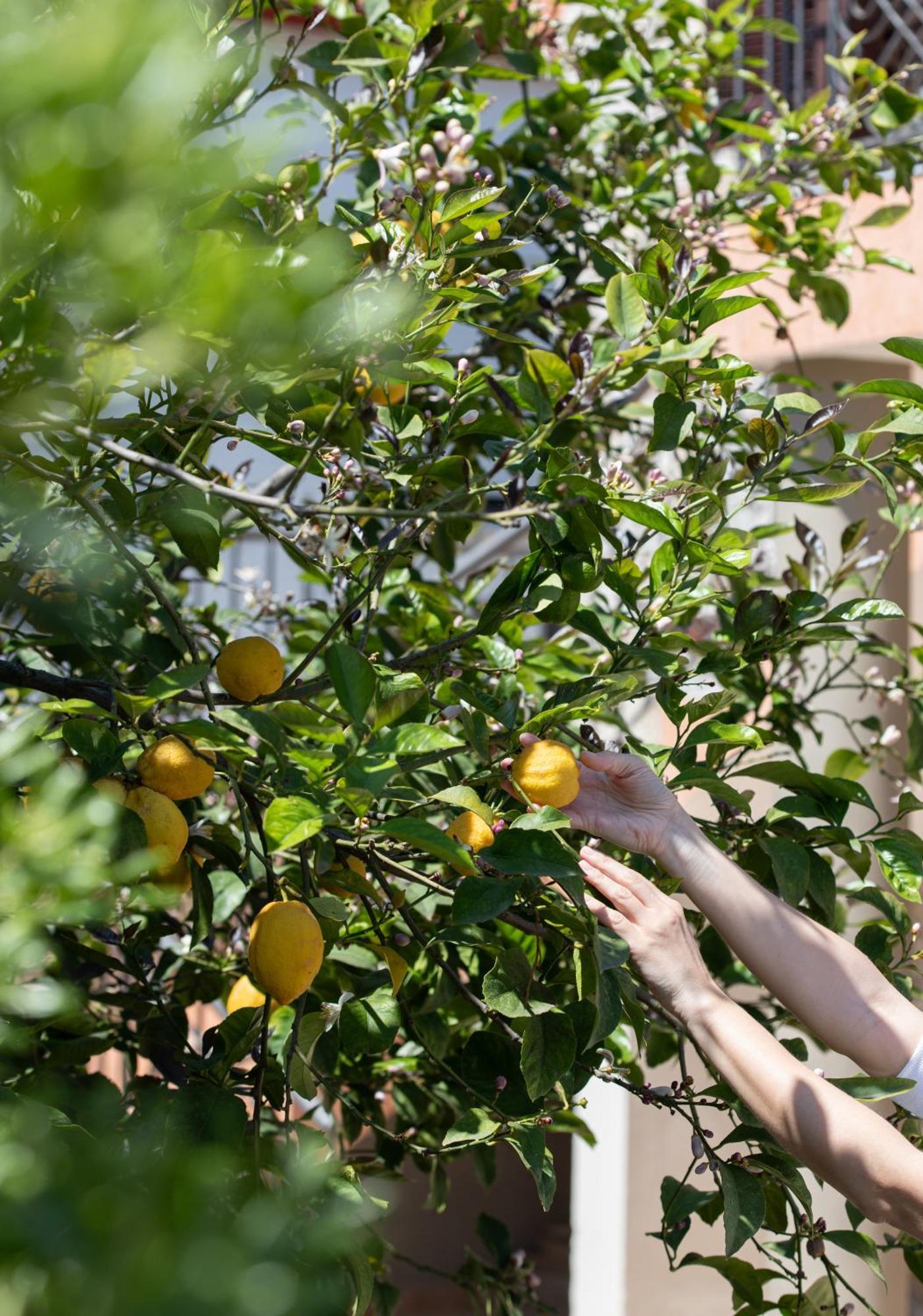 Rodi Houses Sykia Dış mekan fotoğraf